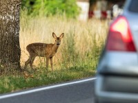 Blech gegen Bambi – was tun bei einem Wildunfall?