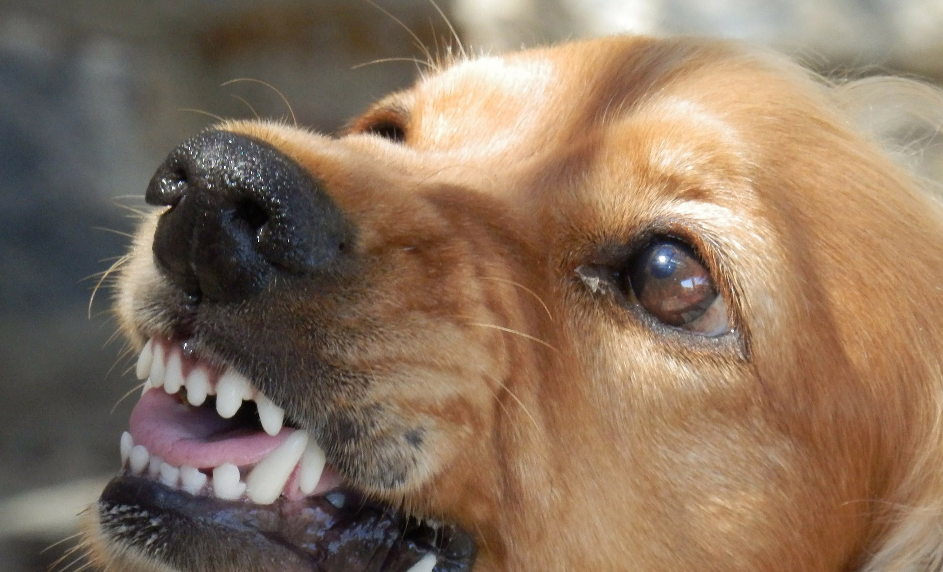 80 hungrige verwilderte Hunde stehen dir gegenüber – was würdest du tun?