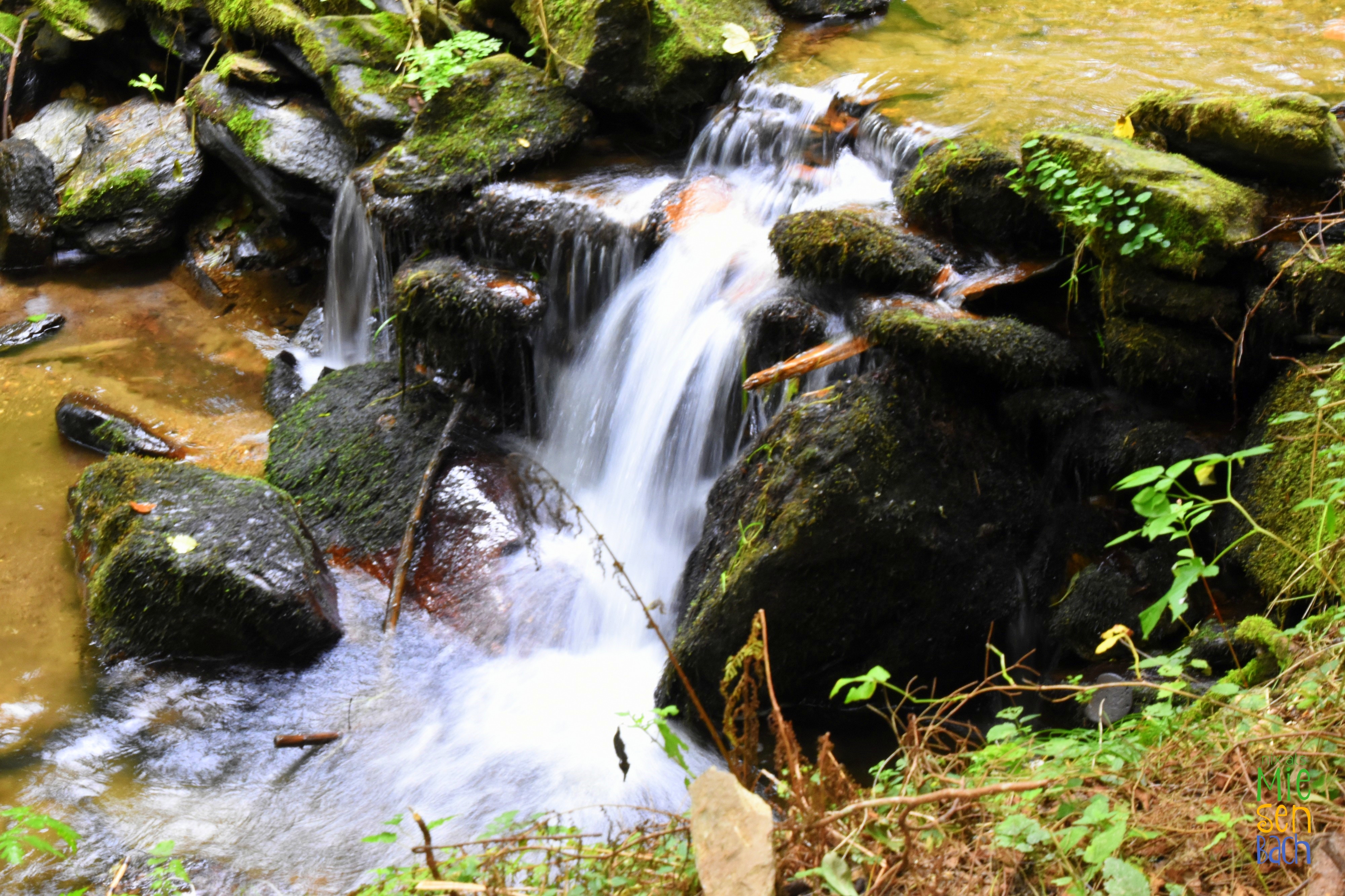 Ein Bach mit Moos… Moosbach… oder auch Miasbach…