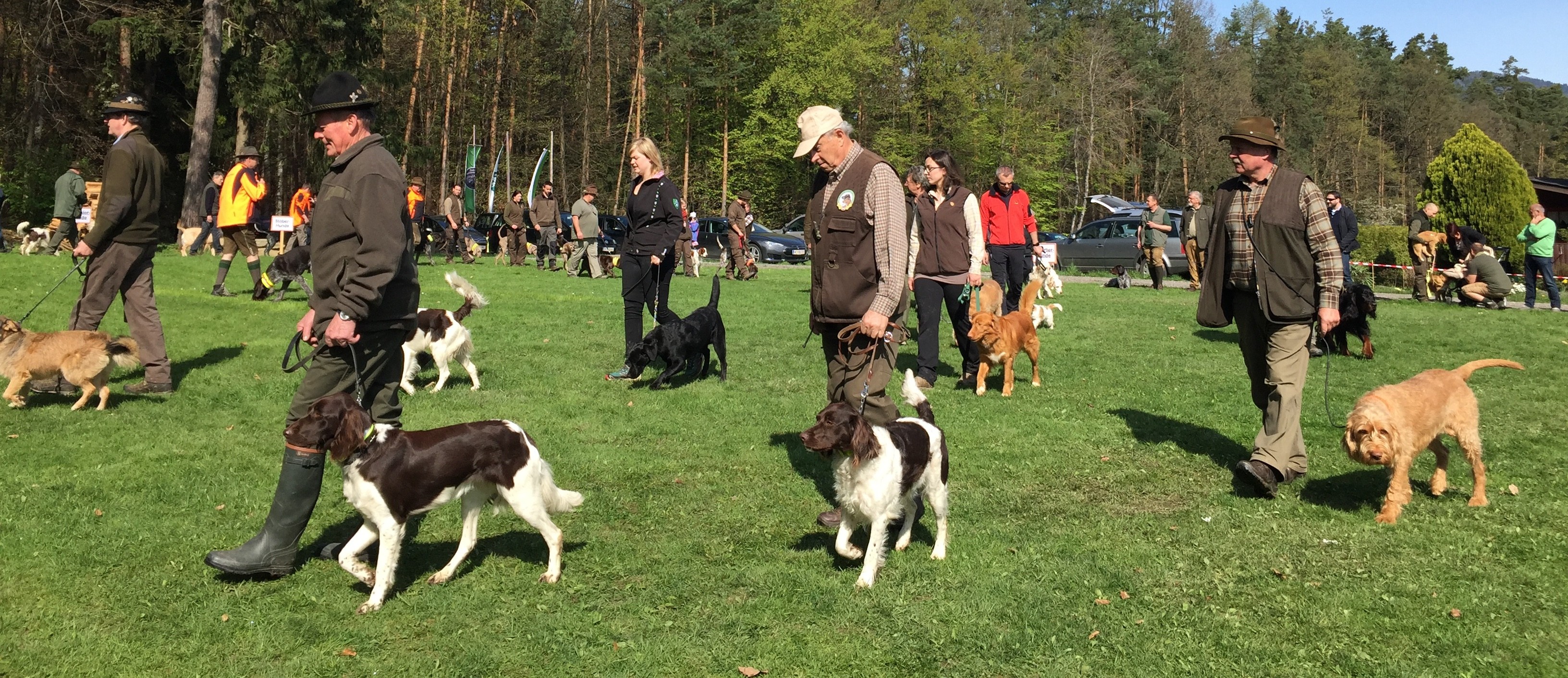 In Pischelsdorf gehen Jagdhunde in die Schule. Jetzt gab es ein „Klassentreffen“