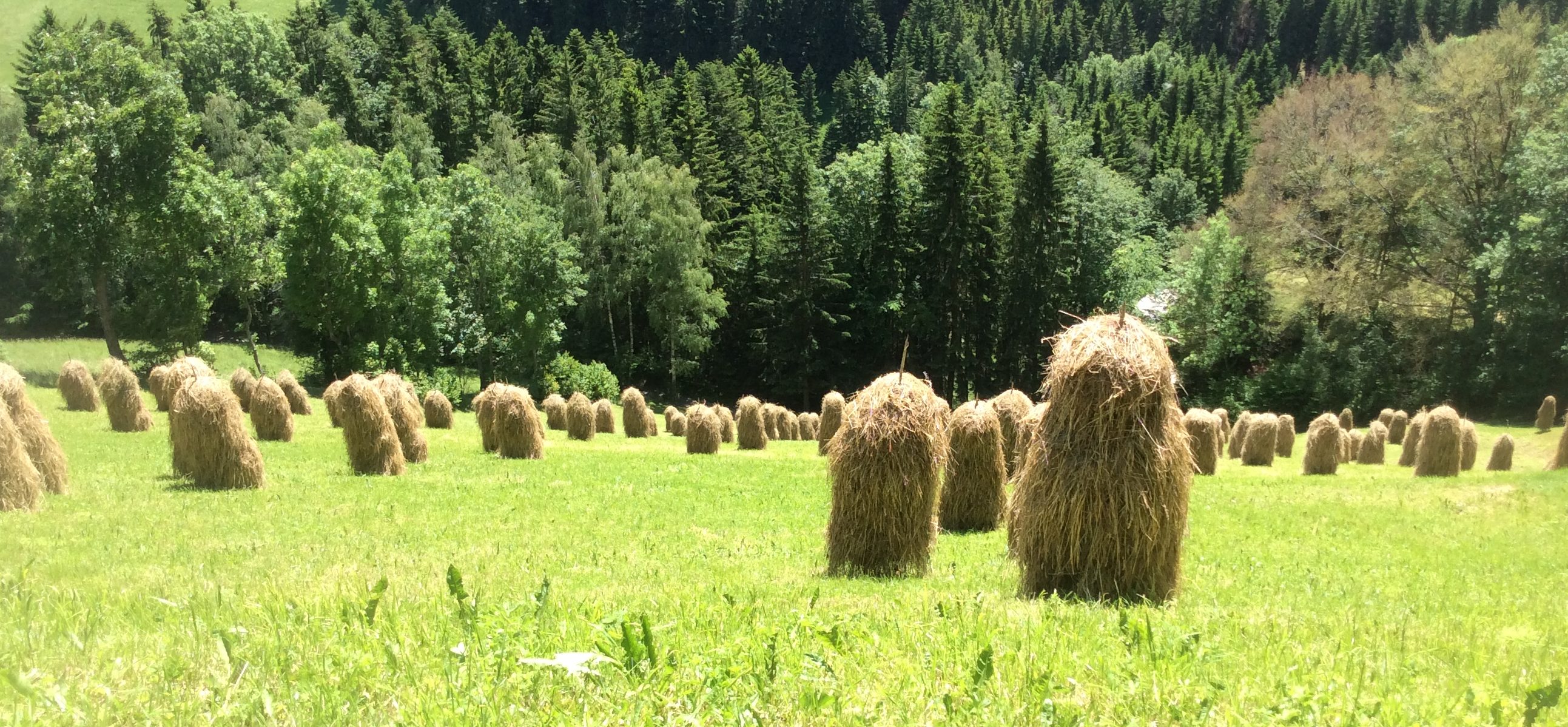 Vom Aussterben bedrohte Spezies: Große Population in Gasen entdeckt!