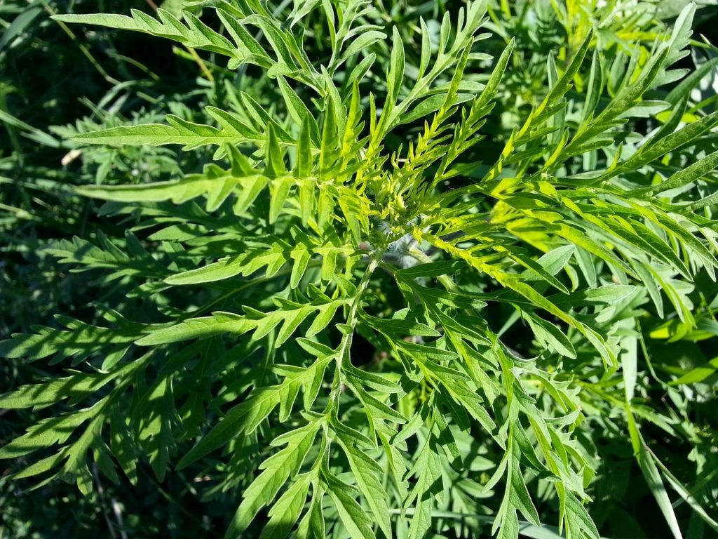 Ragweed Ambrosie