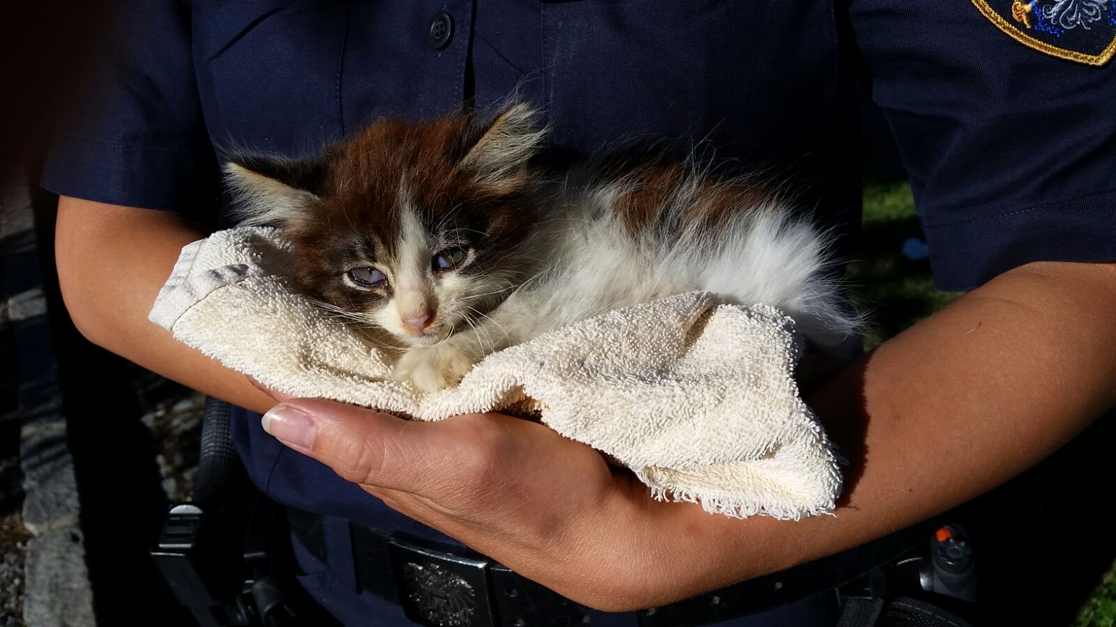 Ausgesetzt: Woher kommt dieses Katzenbaby?