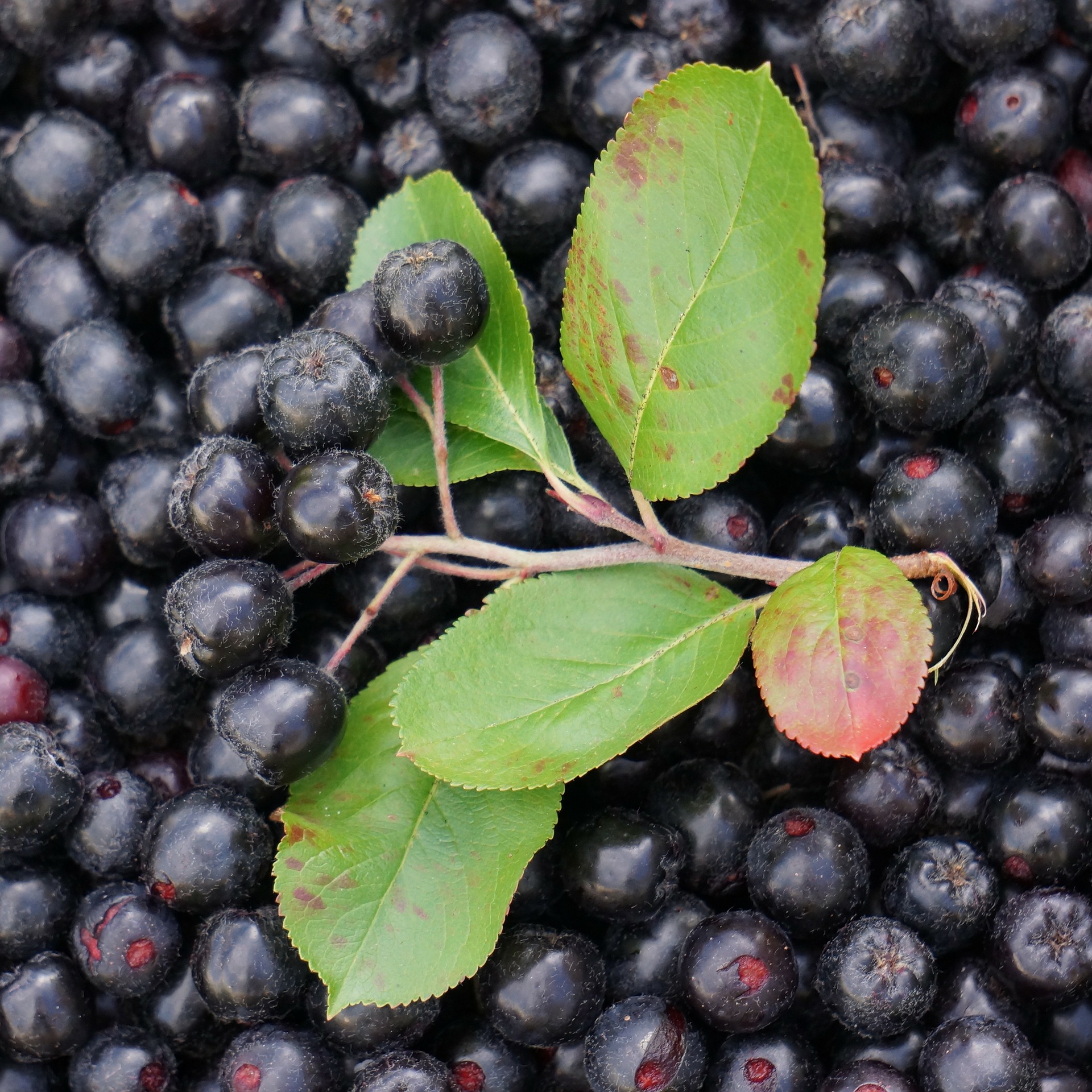 aronia